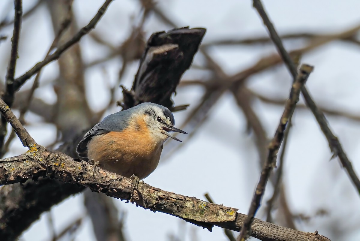 Algerian Nuthatch - ML591853301