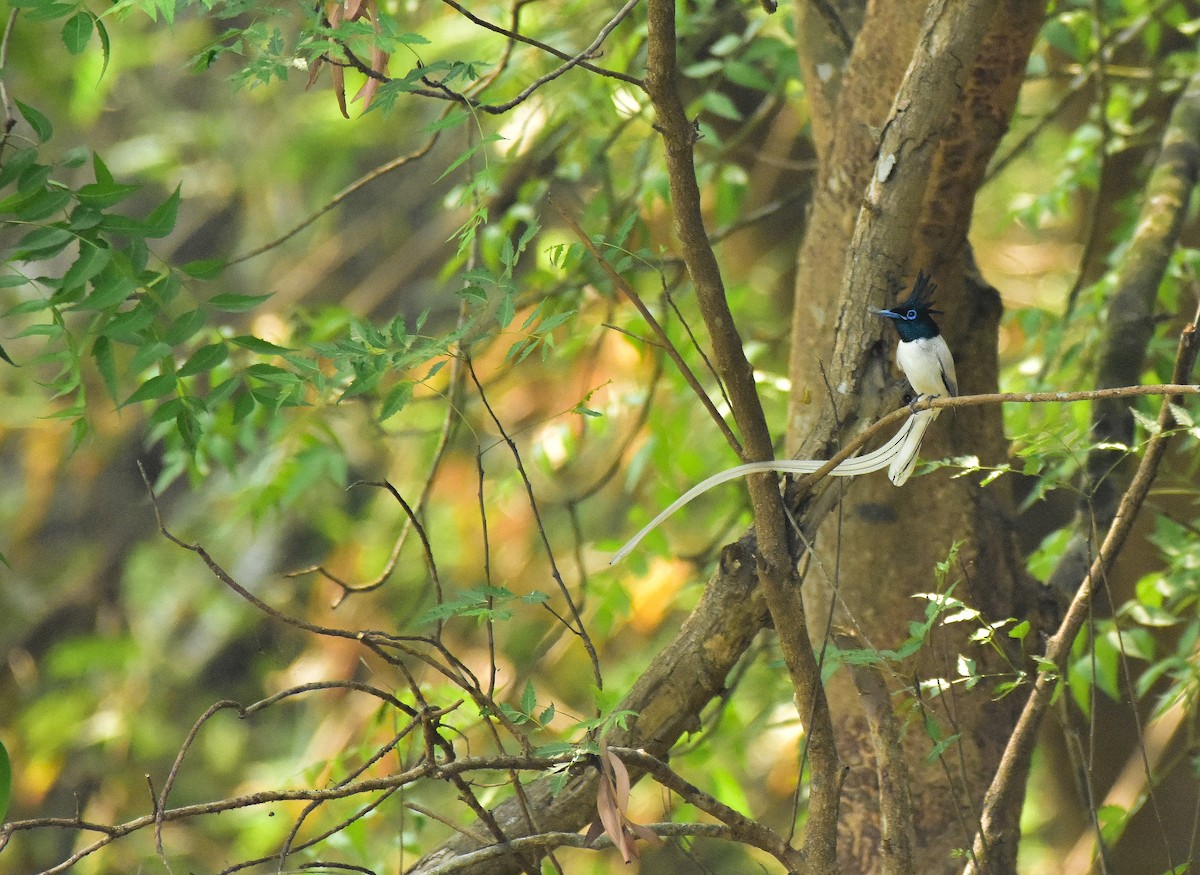 Indian Paradise-Flycatcher - ML591854091