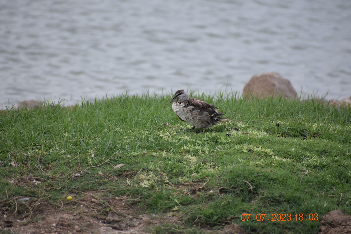 Cotton Pygmy-Goose - ML591854611