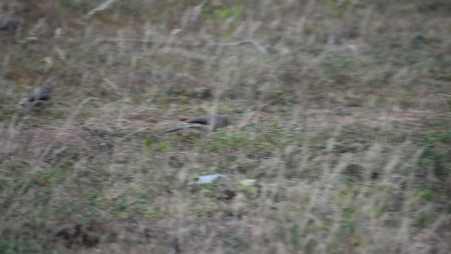 Large Gray Babbler - ML591854801