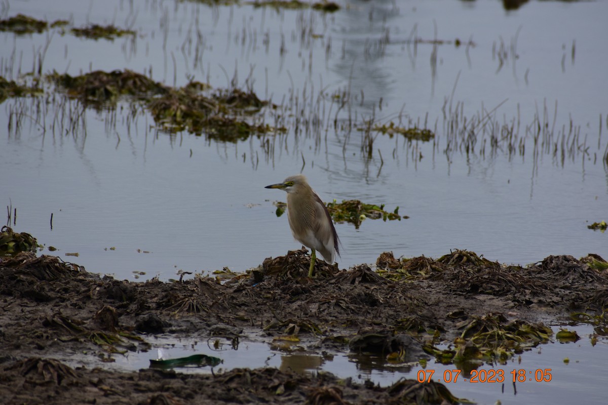 Indian Pond-Heron - ML591854931