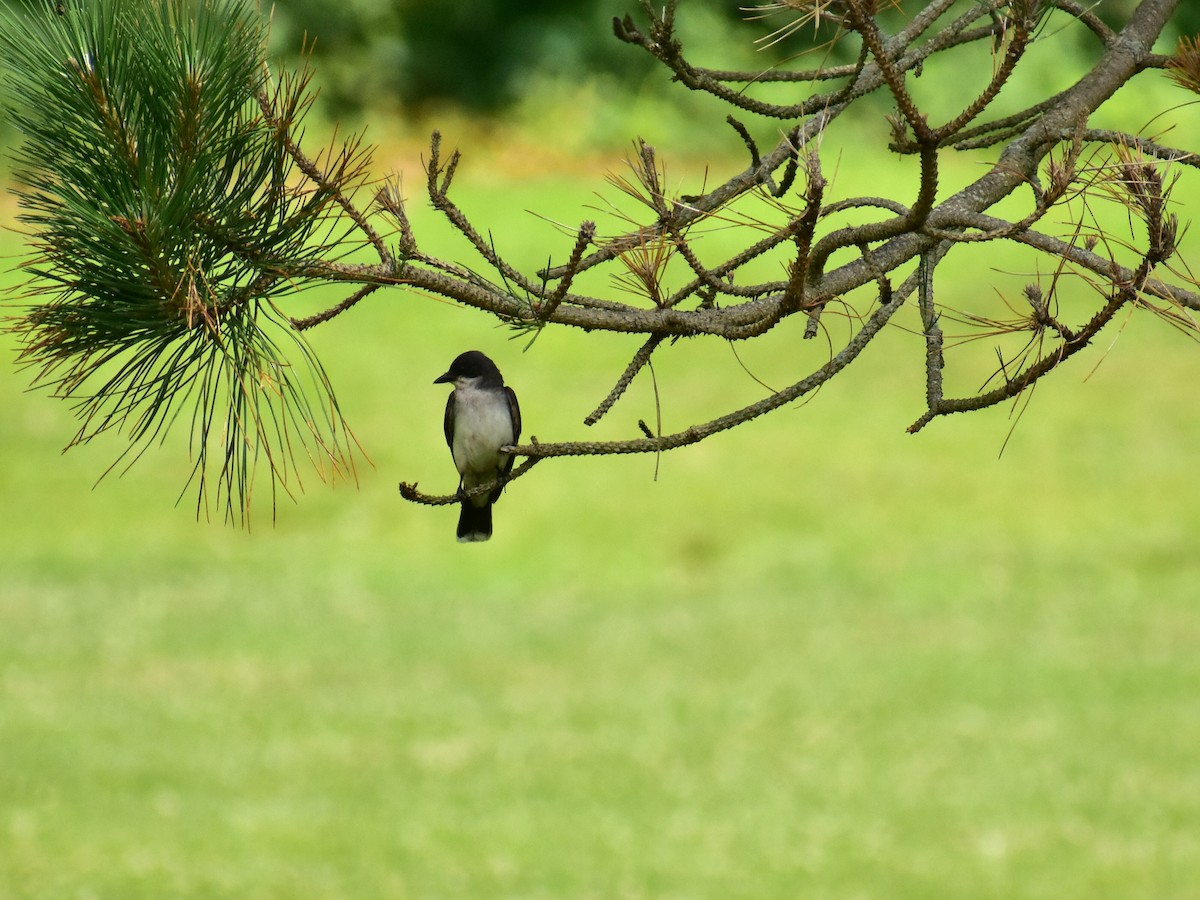 Eastern Kingbird - Matthew Smith