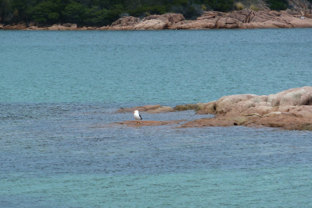 Pacific Gull - ML591856041