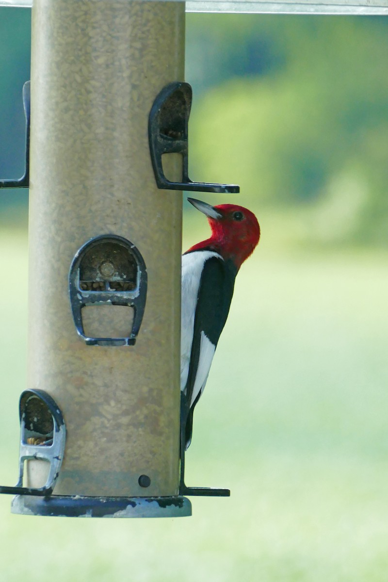 Red-headed Woodpecker - ML591856901