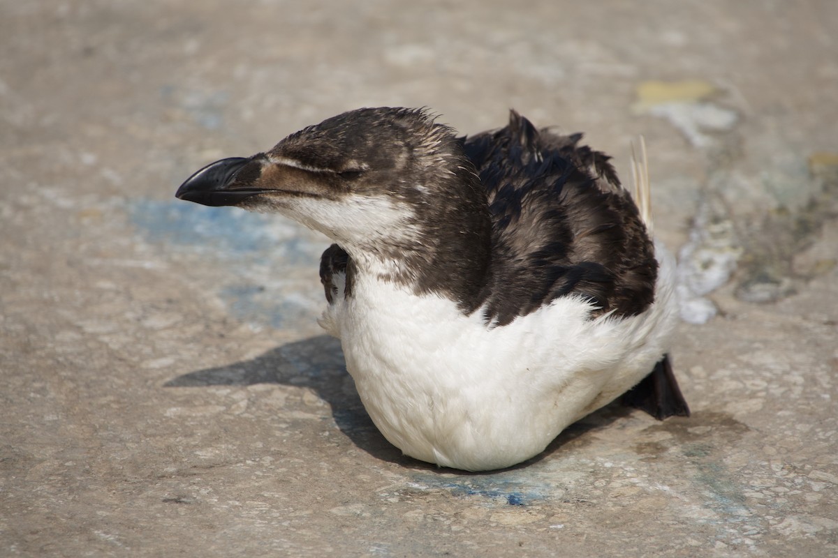 Razorbill - ML591858361