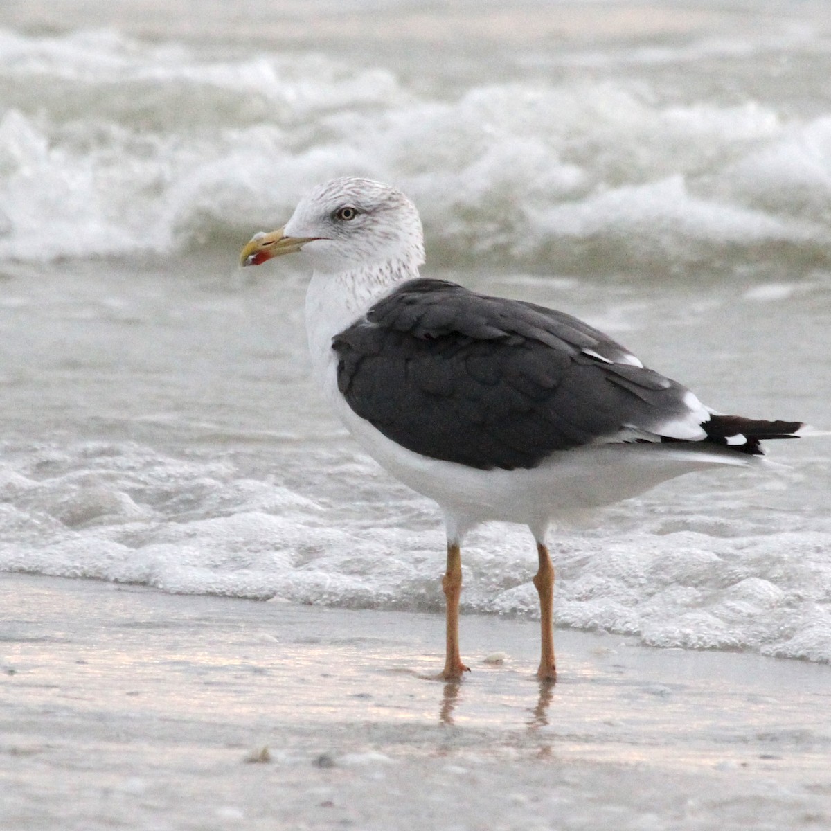 Gaviota Sombría - ML591858641