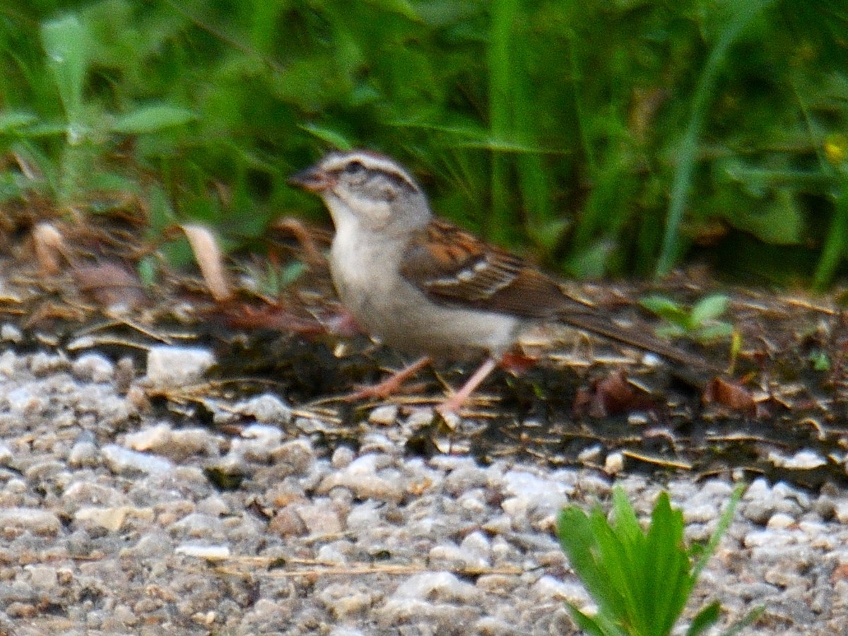 Chipping Sparrow - Dan Edelen