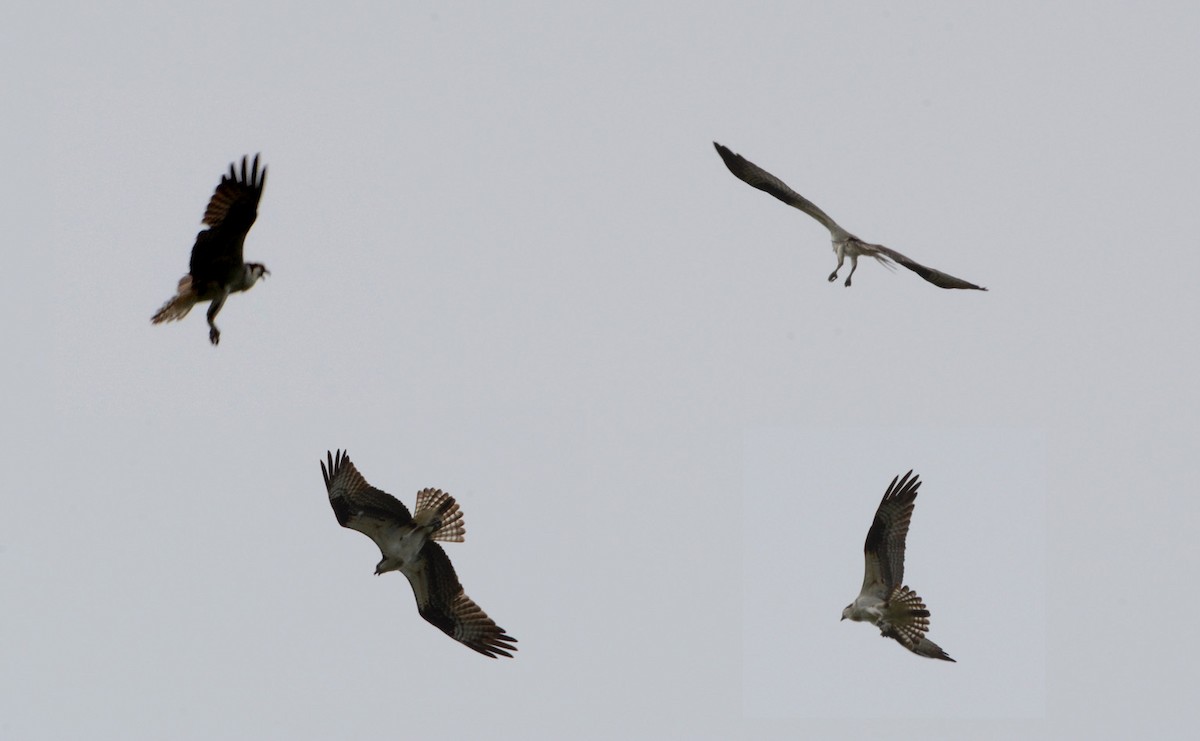 Osprey - Tom Long