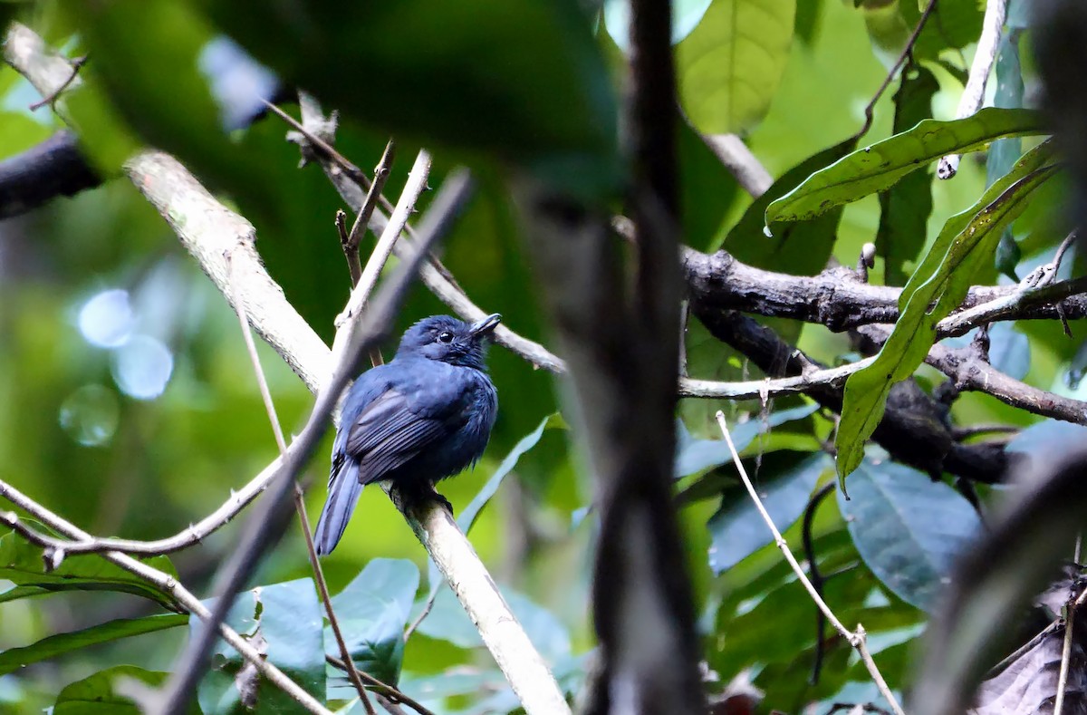 Bluish-slate Antshrike - ML591859571