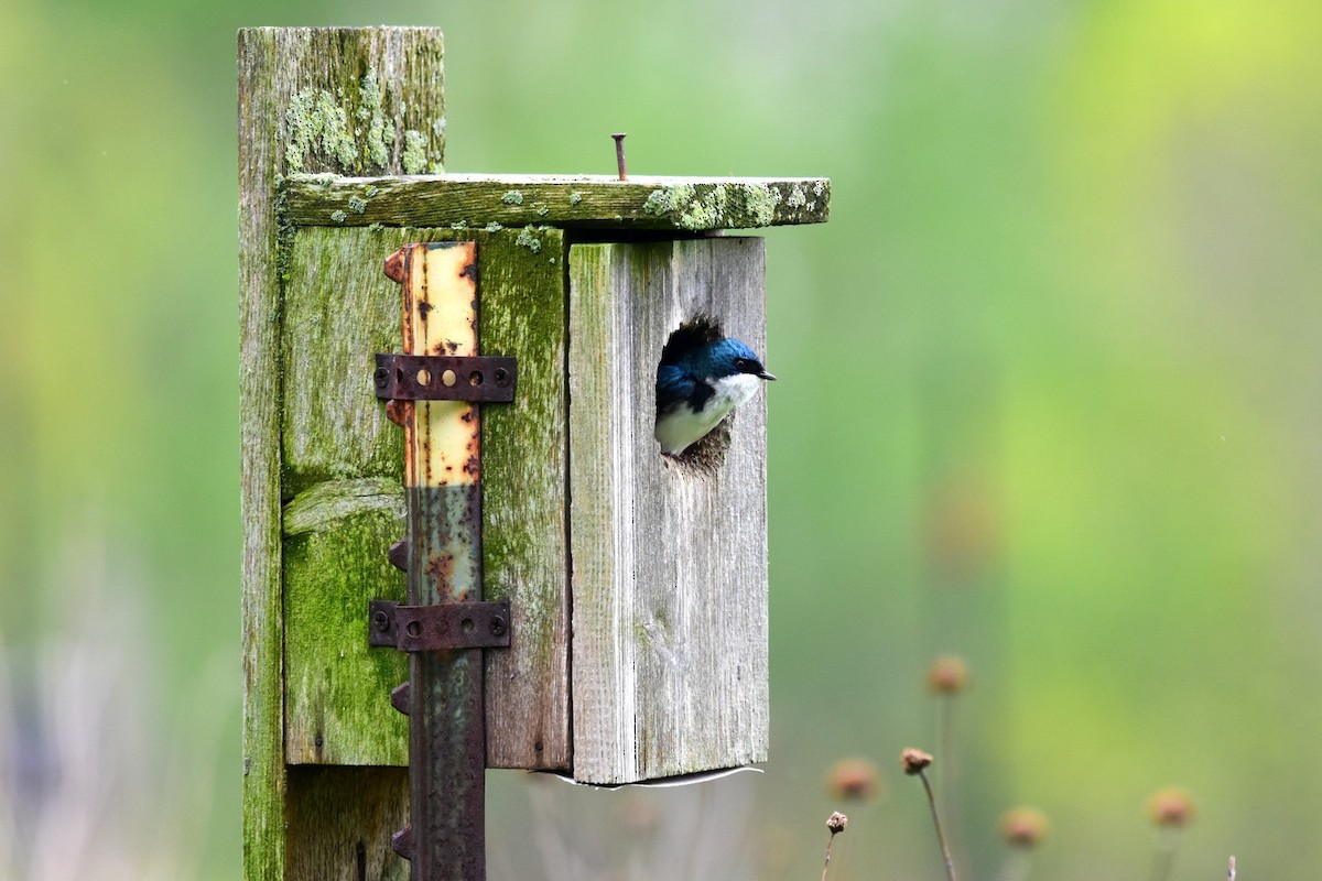Tree Swallow - Joel Trick