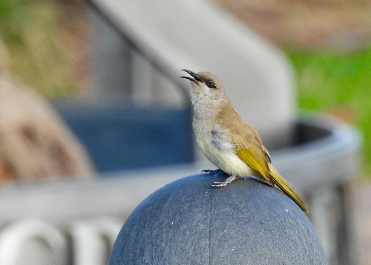 Brown Honeyeater - ML591860821