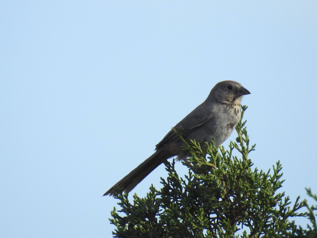 Canyon Towhee - ML591860951