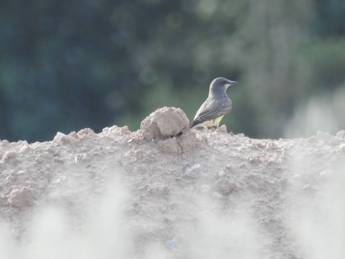 Cassin's Kingbird - ML591861401