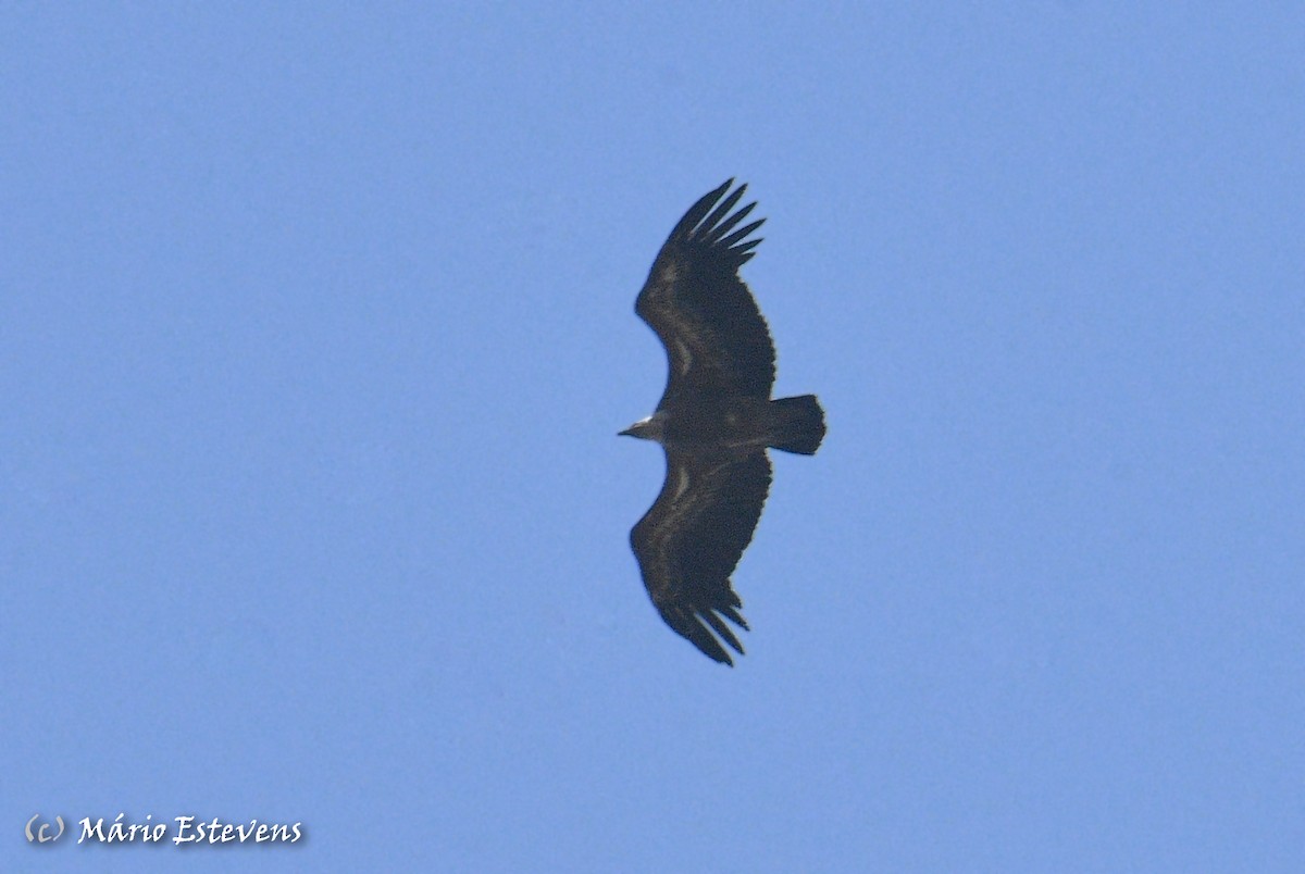 Gänsegeier - ML591861741