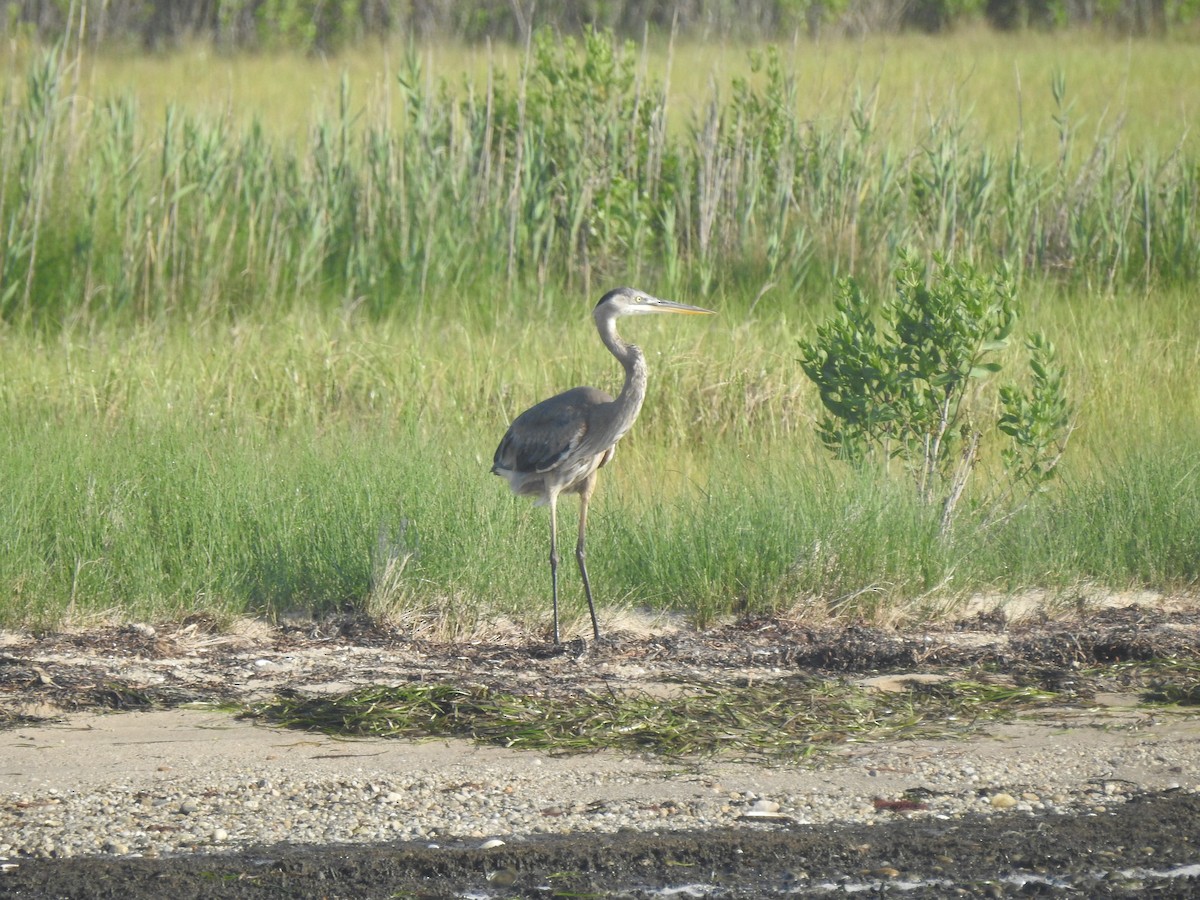 Great Blue Heron - ML591861771