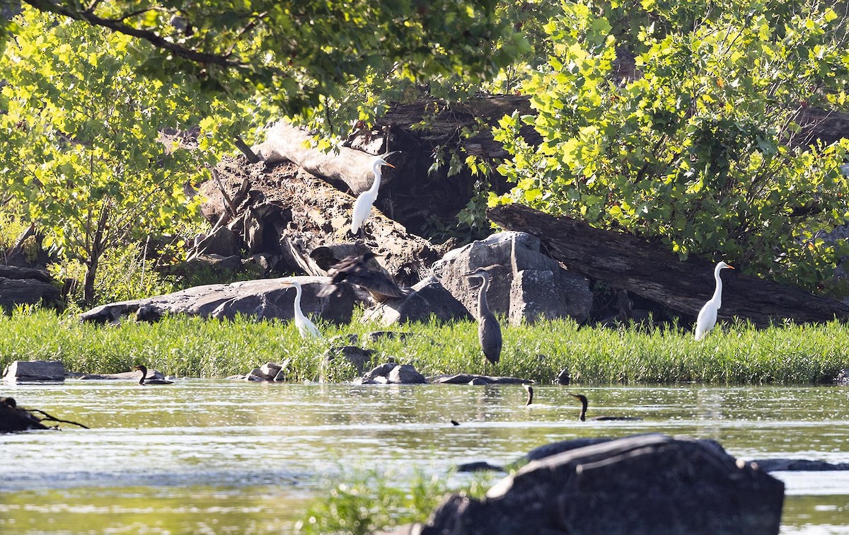 Great Egret - ML591861871