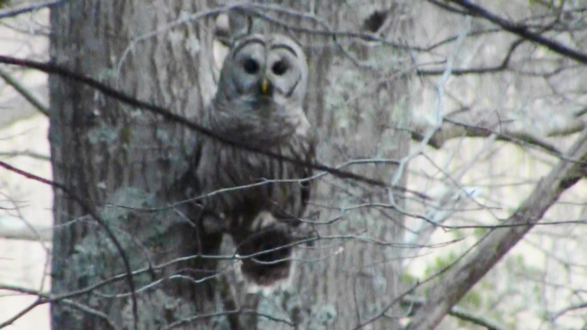 Barred Owl - ML59186201