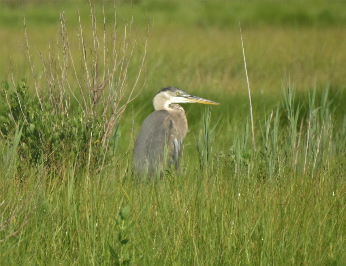 Great Blue Heron - ML591863081