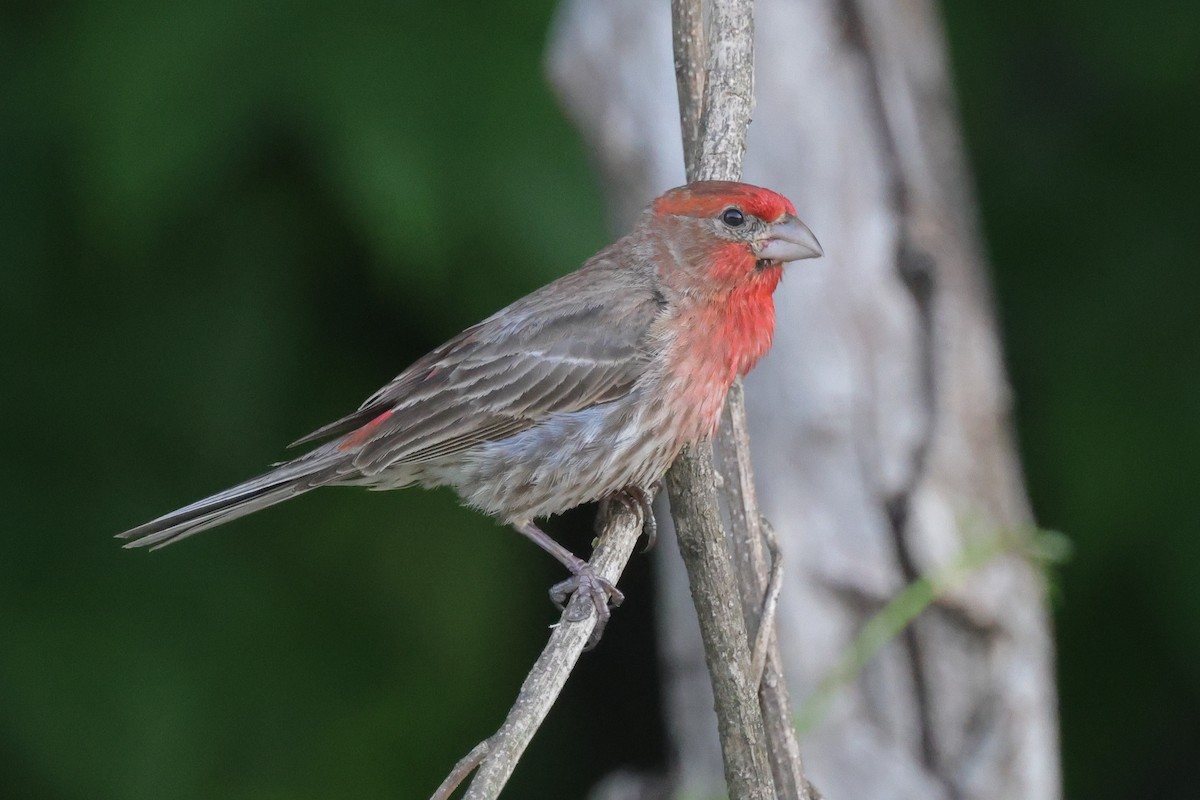 House Finch - ML591863161