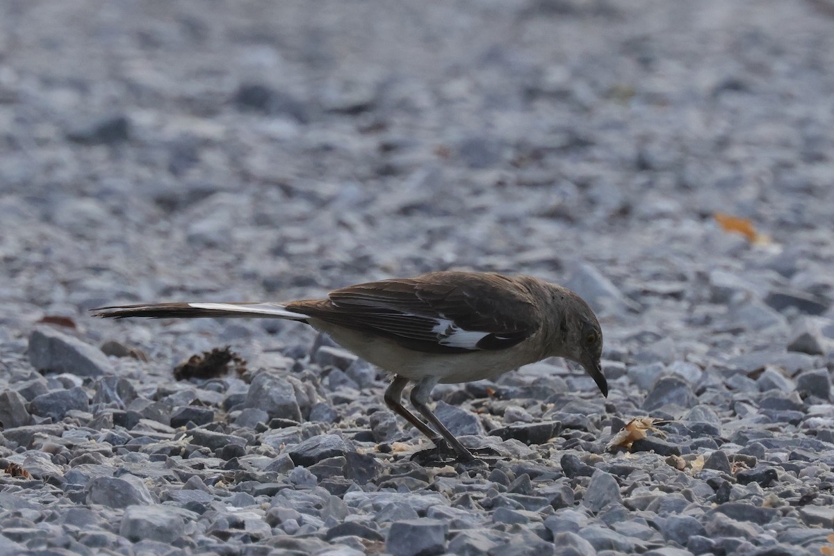 Northern Mockingbird - ML591863451