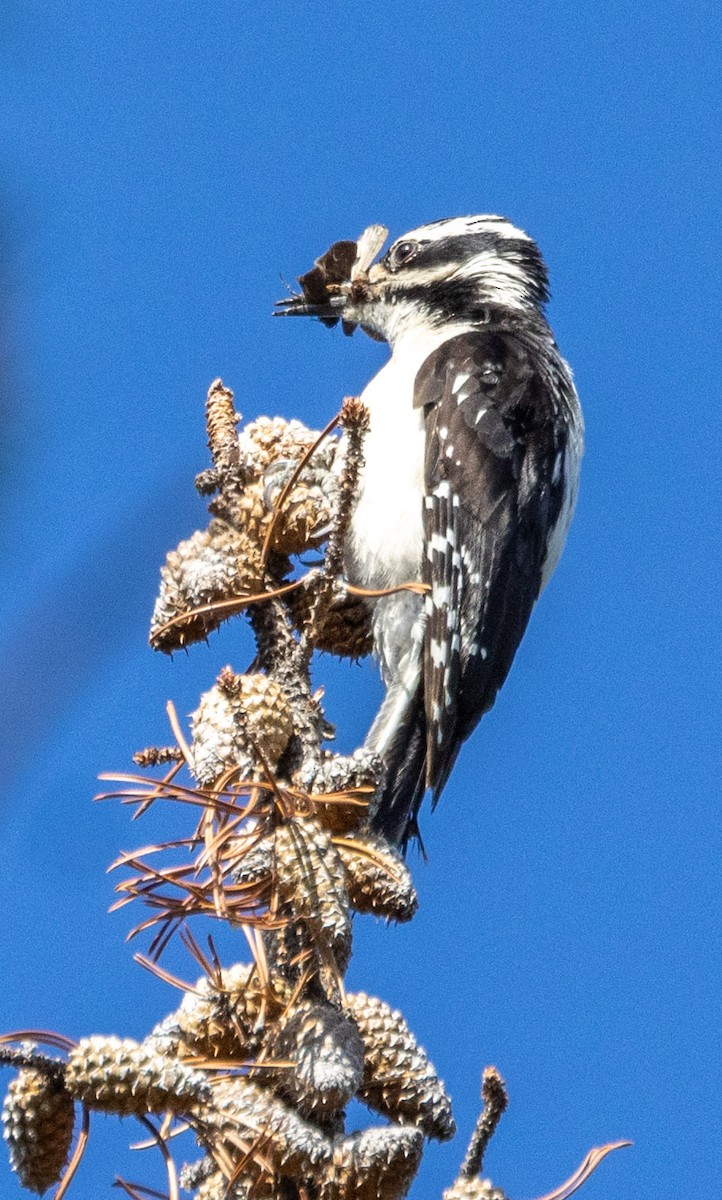 Hairy Woodpecker - ML591863581