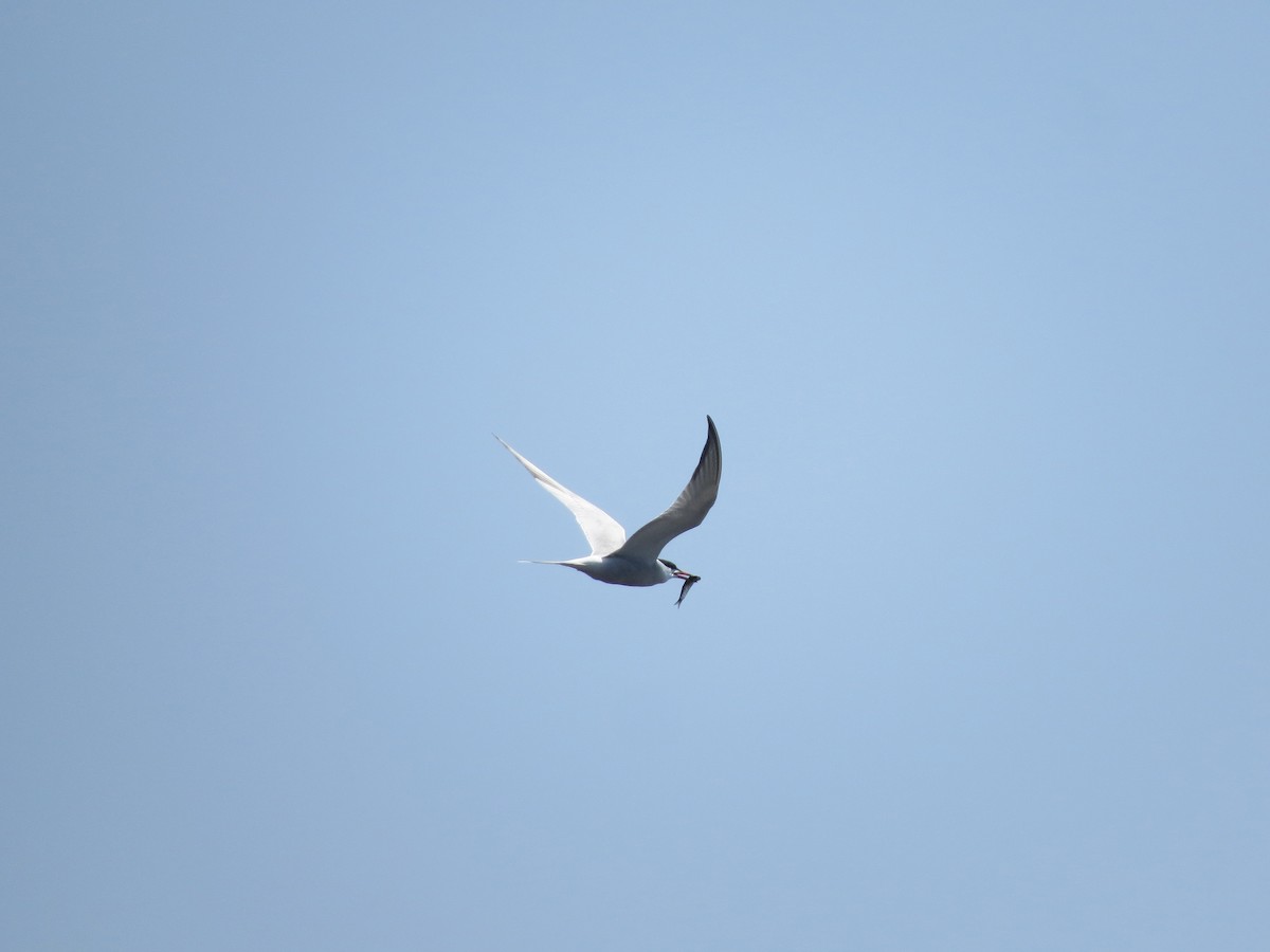 Common Tern - ML591864091