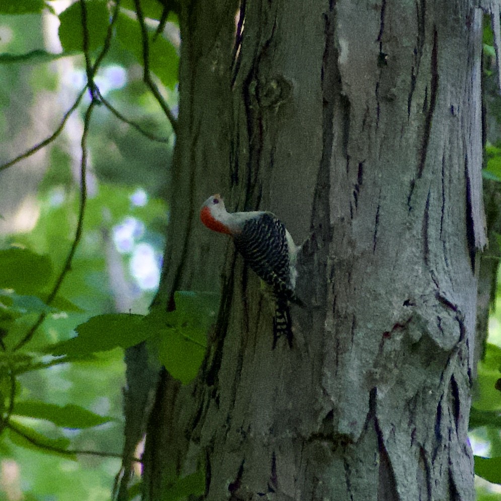 Red-bellied Woodpecker - ML591864791