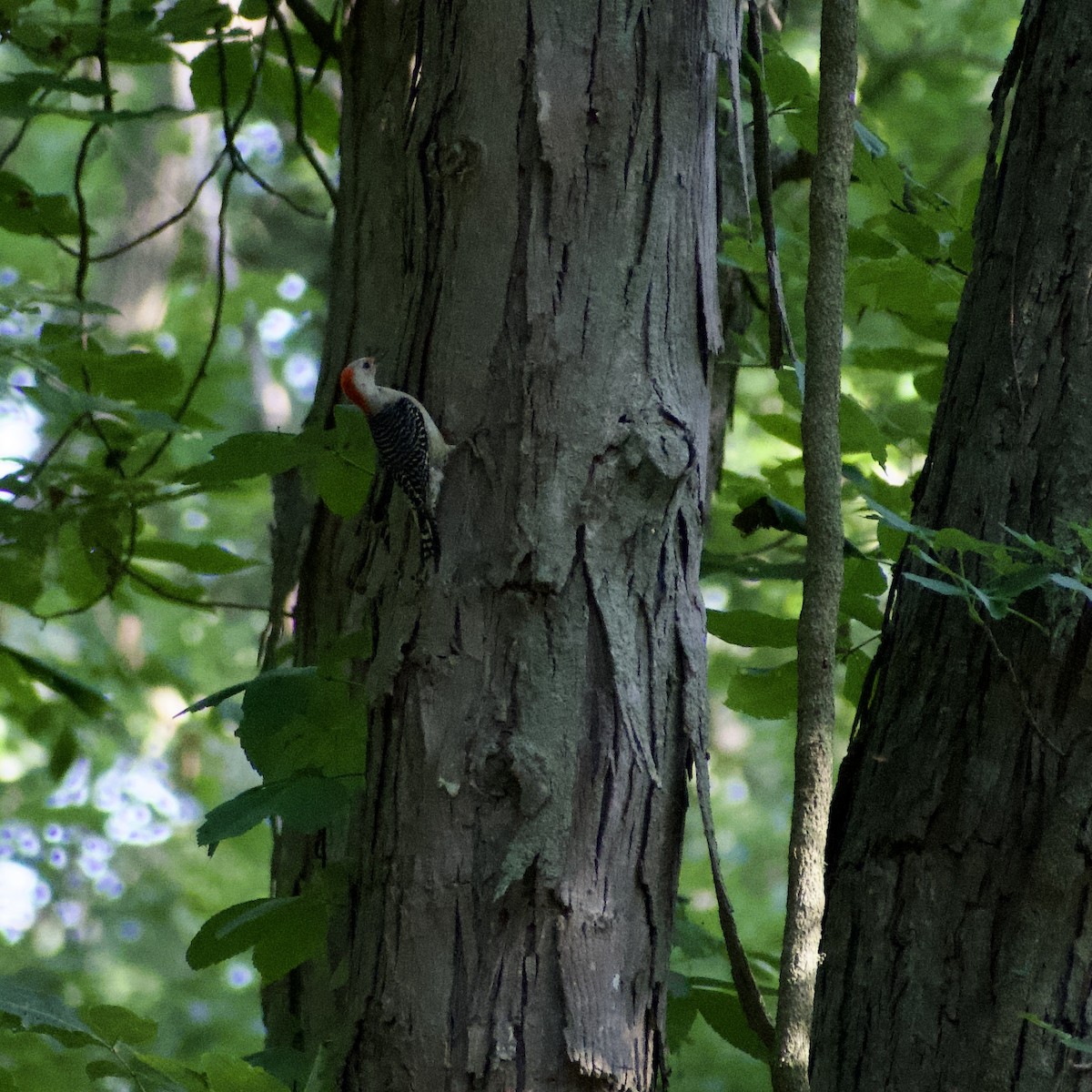 Red-bellied Woodpecker - ML591864801