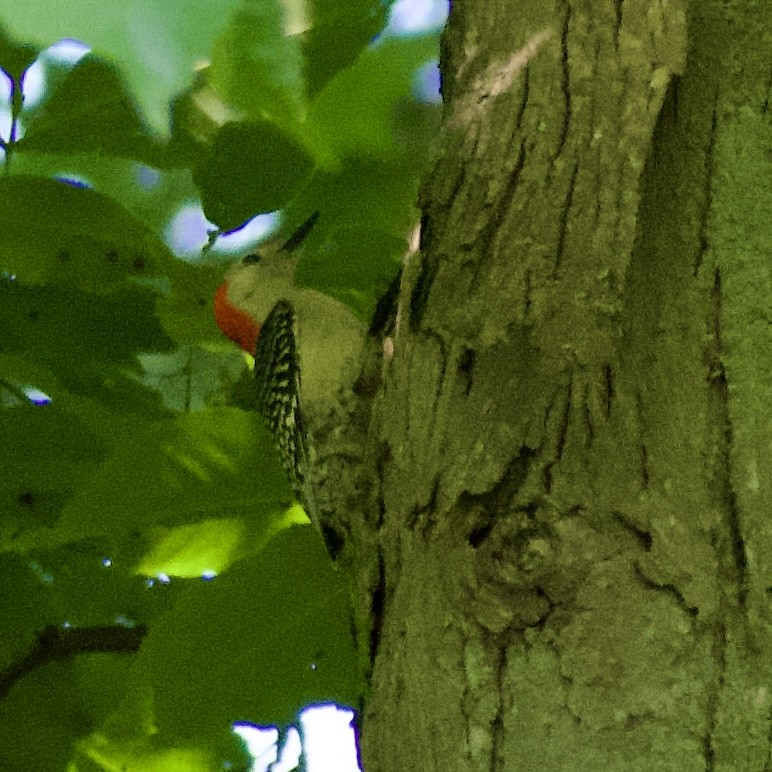 Red-bellied Woodpecker - ML591864811