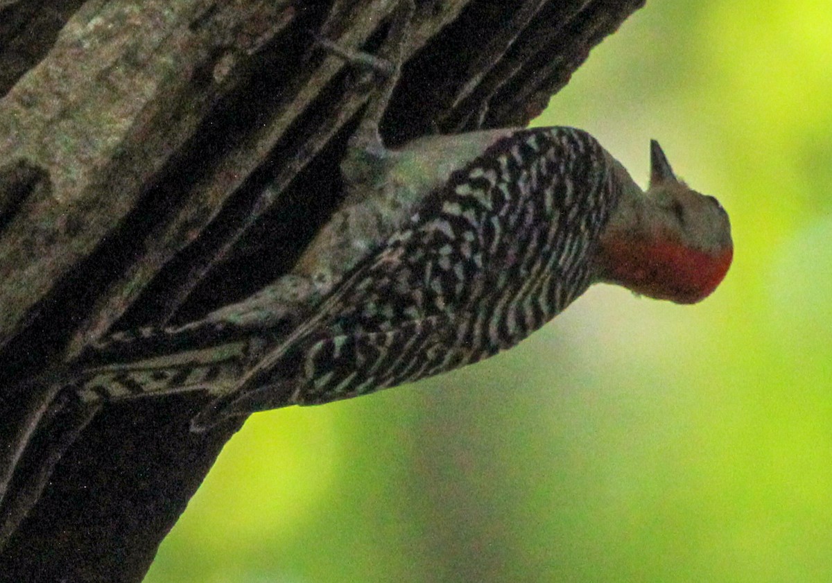 Red-bellied Woodpecker - ML591865081
