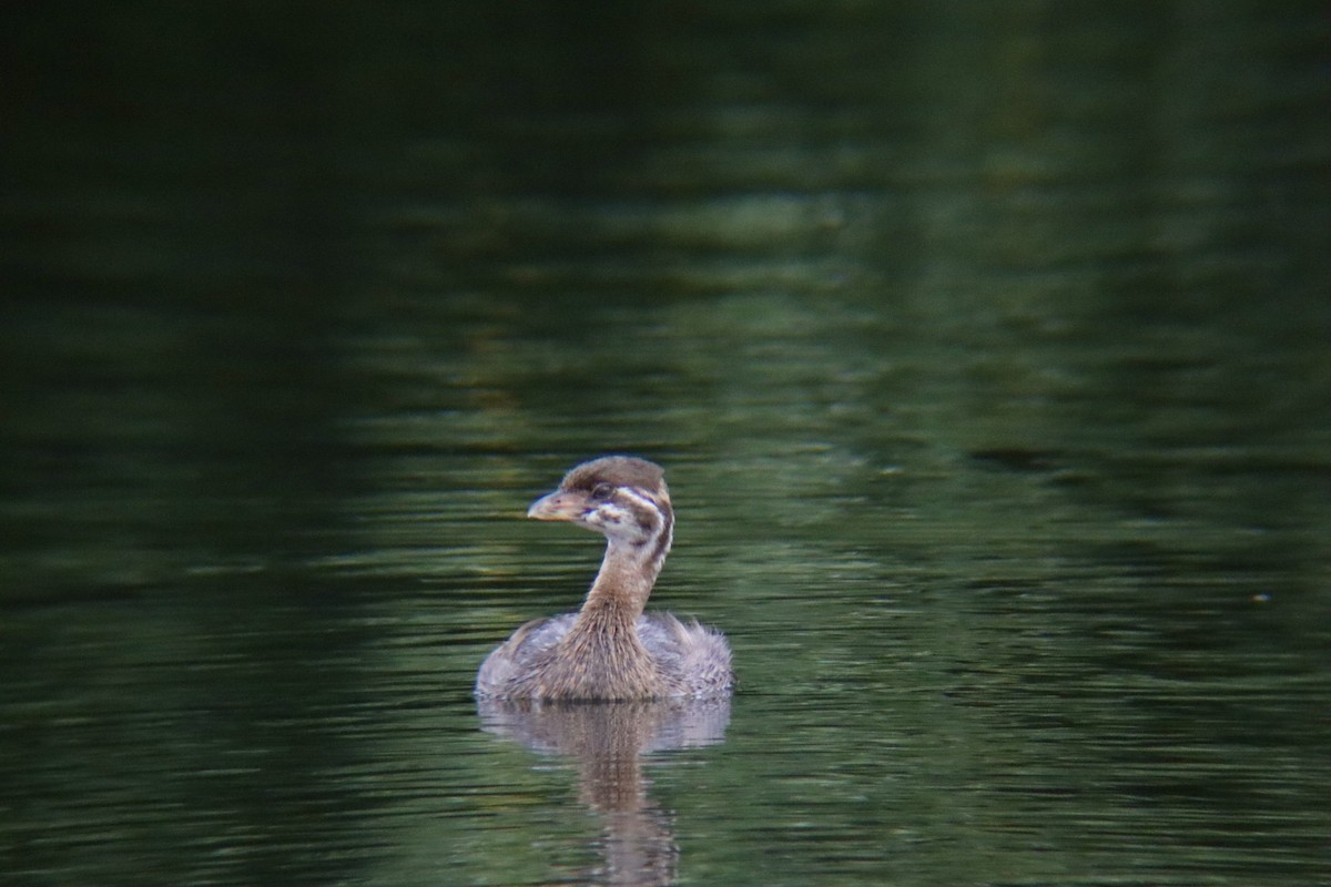 Pied-billed Grebe - Andrew Whetten