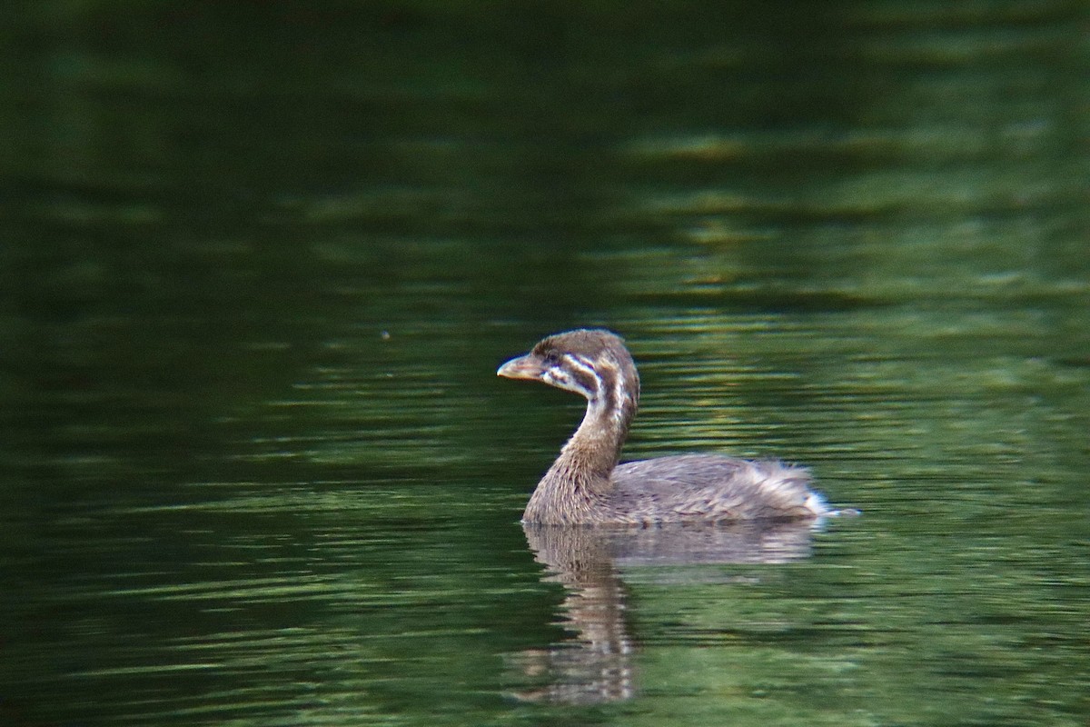 Pied-billed Grebe - ML591865101