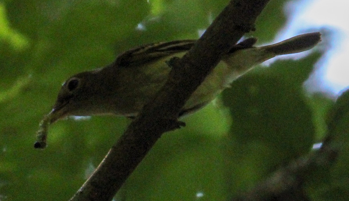 Acadian Flycatcher - ML591865151