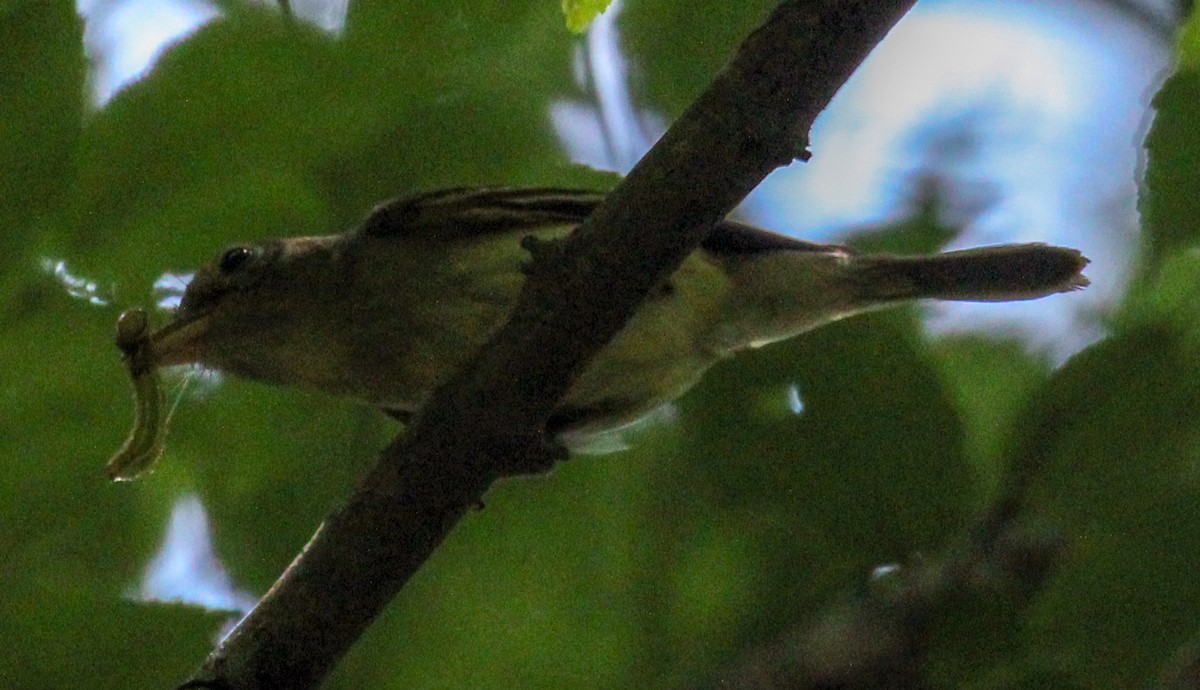 Acadian Flycatcher - ML591865221