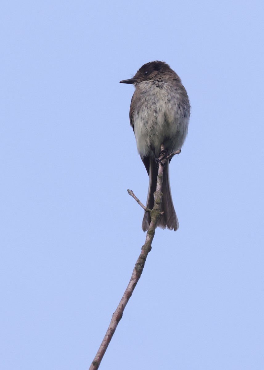 Eastern Phoebe - ML591865231