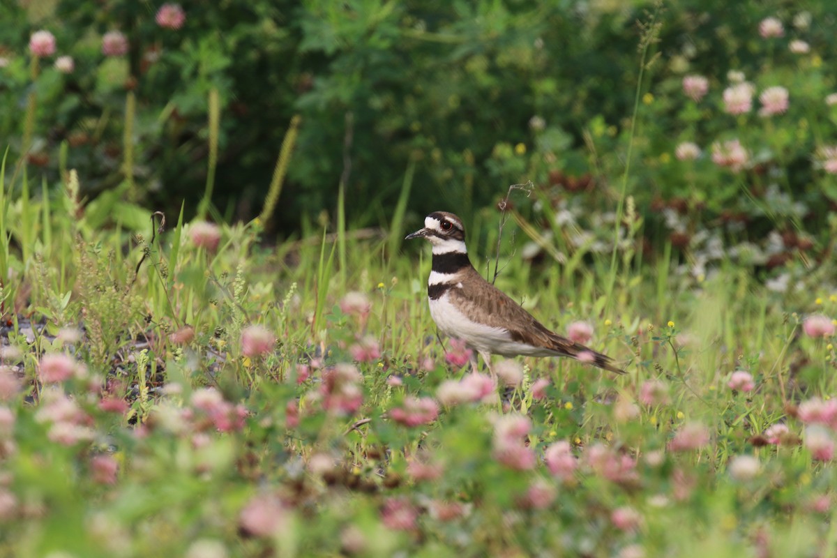 Killdeer - ML591867401