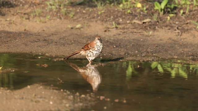 Brown Thrasher - ML591867441