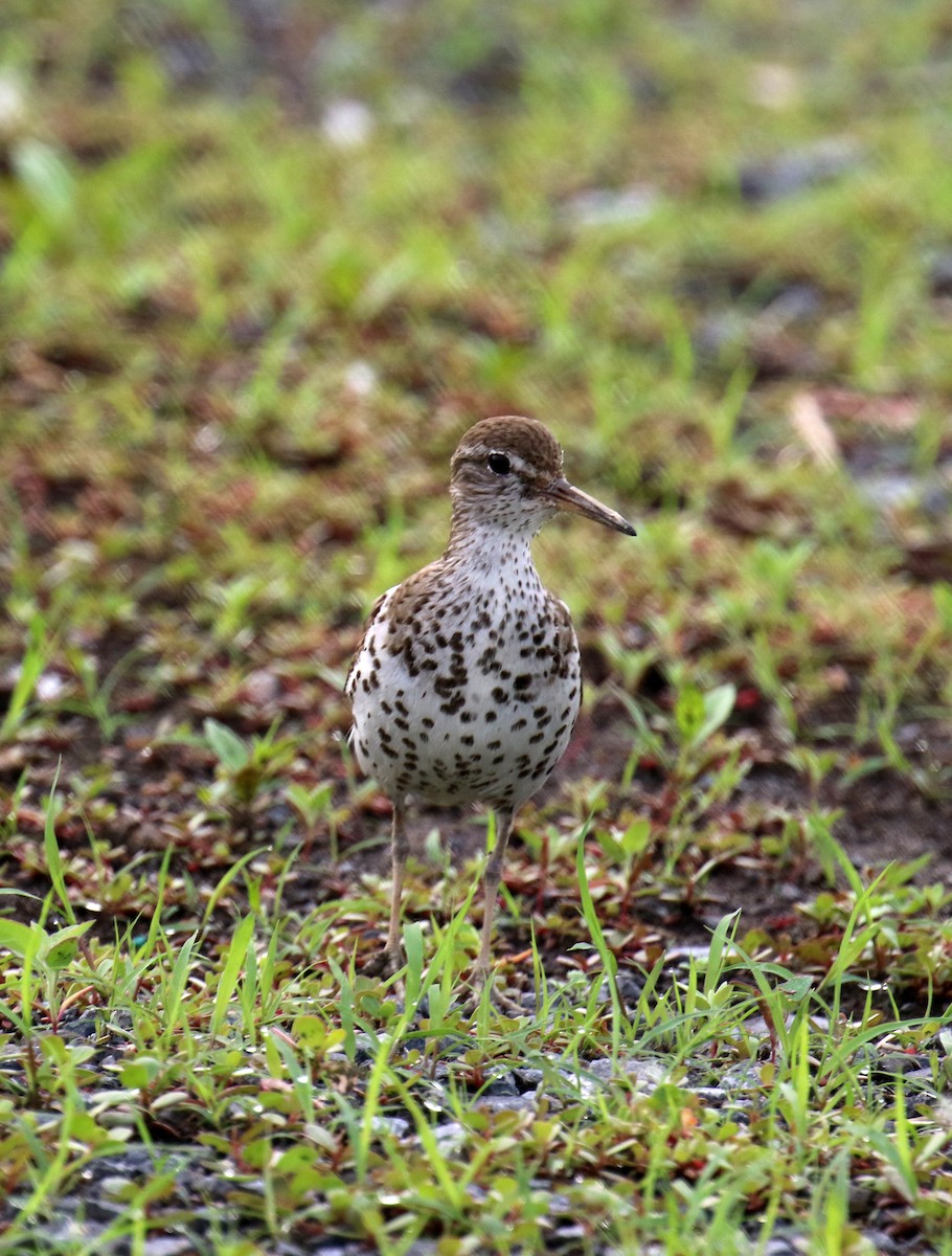 Spotted Sandpiper - ML591867811