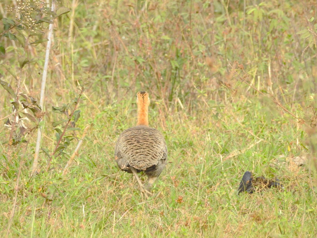 Red-winged Tinamou - ML591868041