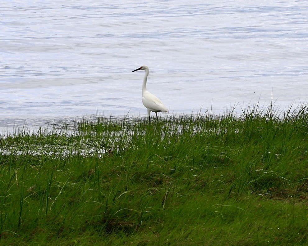 Snowy Egret - sandy berger