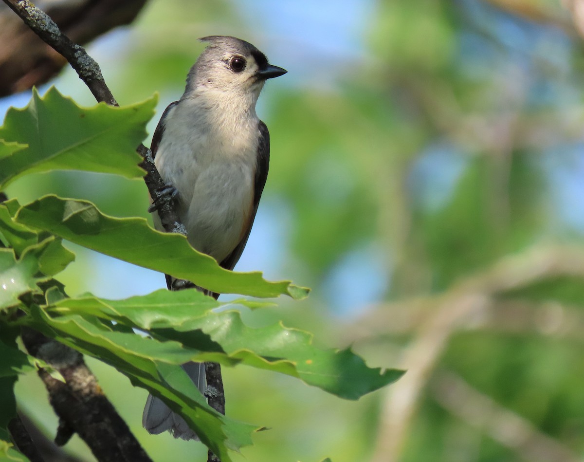 Tufted Titmouse - ML591870651