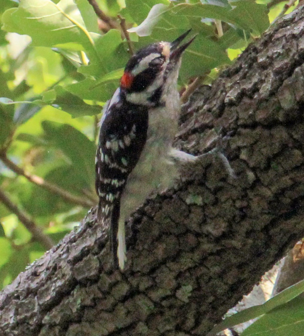 Downy Woodpecker - Jeffrey McCrary