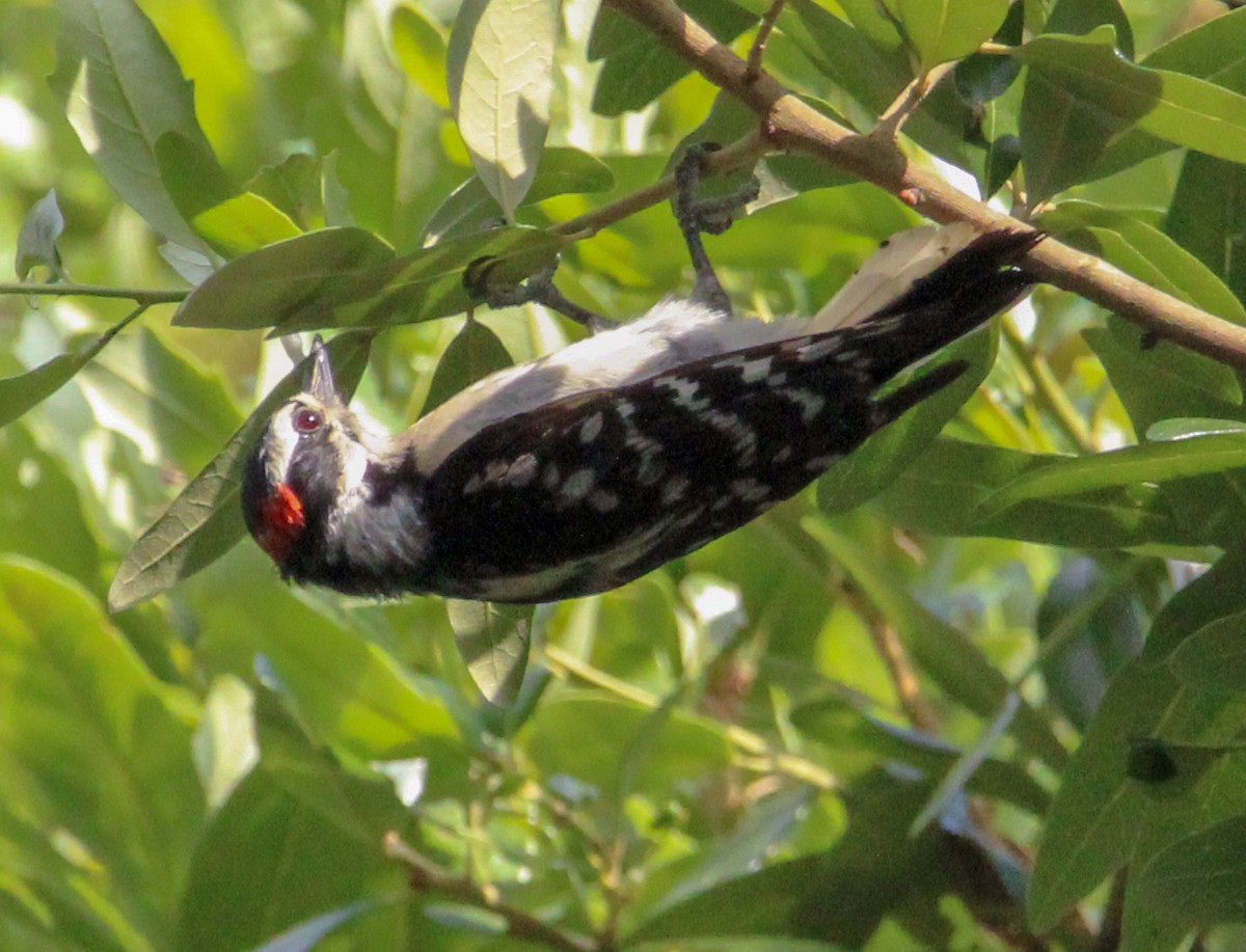 Downy Woodpecker - ML591871031