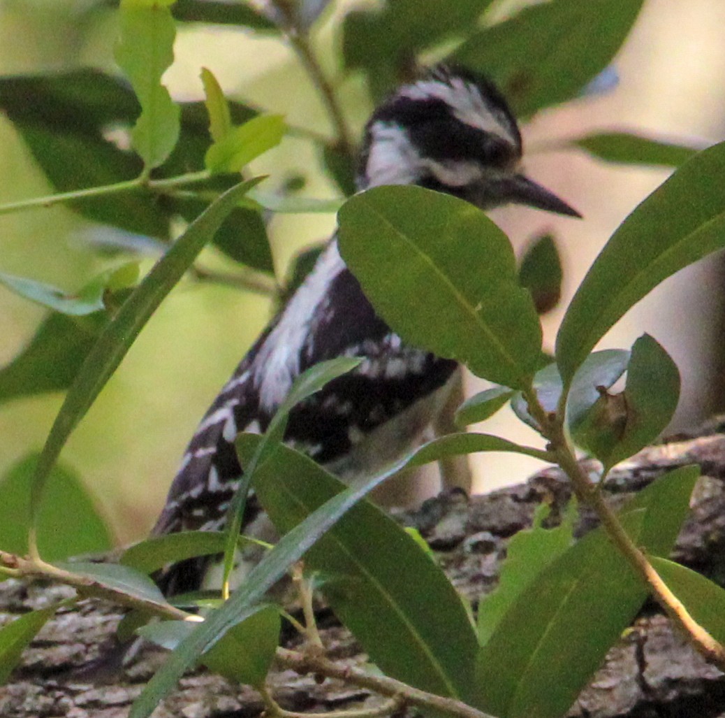 Downy Woodpecker - ML591871041