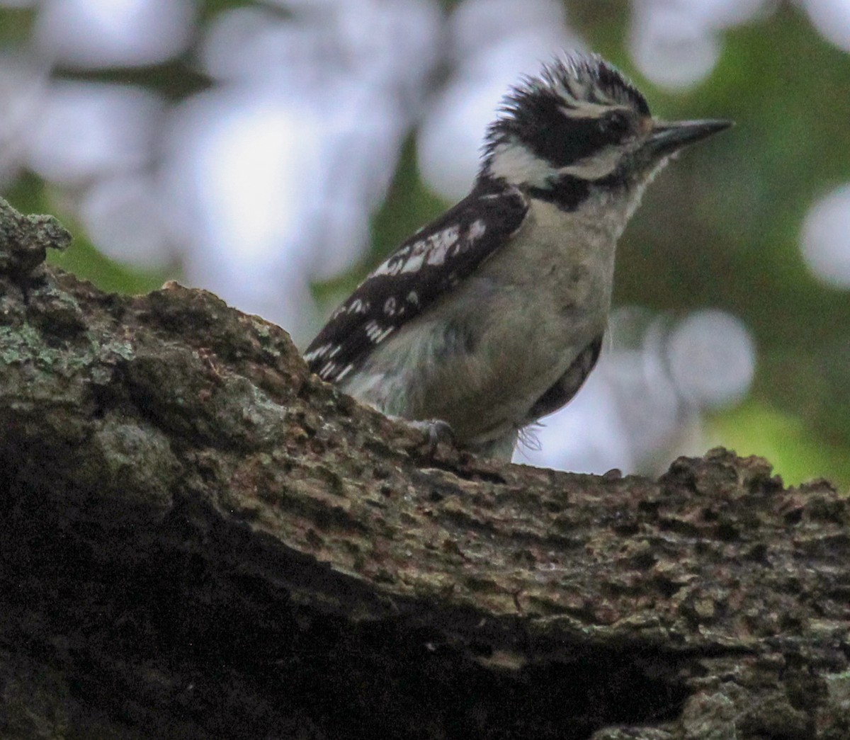 Downy Woodpecker - ML591871051