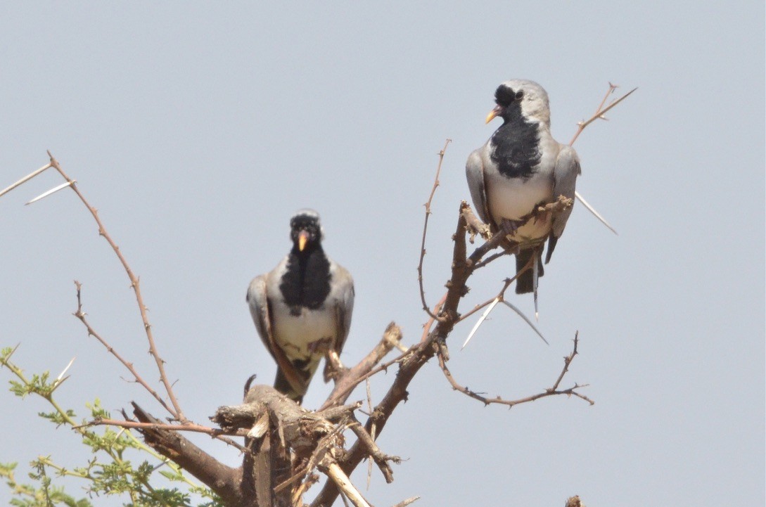 Namaqua Dove - Luke Goddard