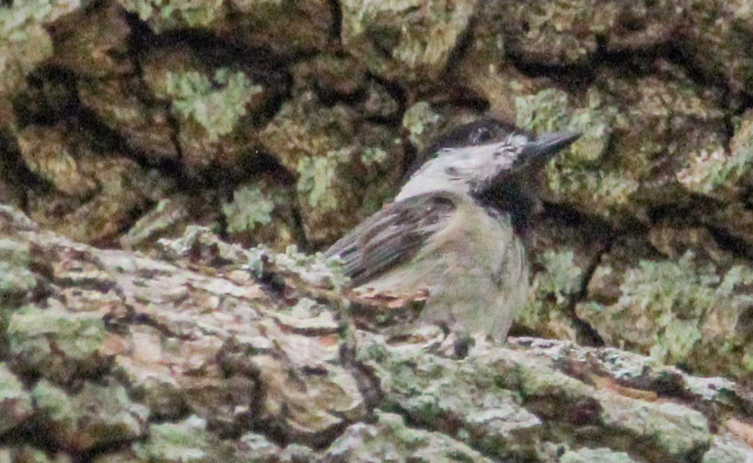 Carolina Chickadee - ML591871651