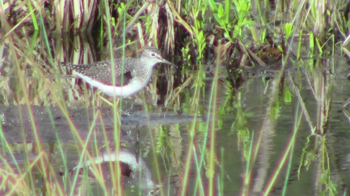 Solitary Sandpiper - ML59187171