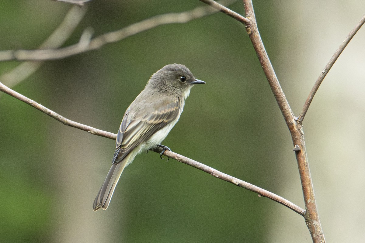 Mosquero Fibí - ML591872051