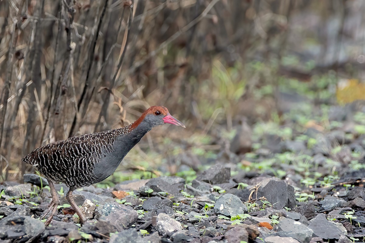 Slaty-breasted Rail - ML591872411